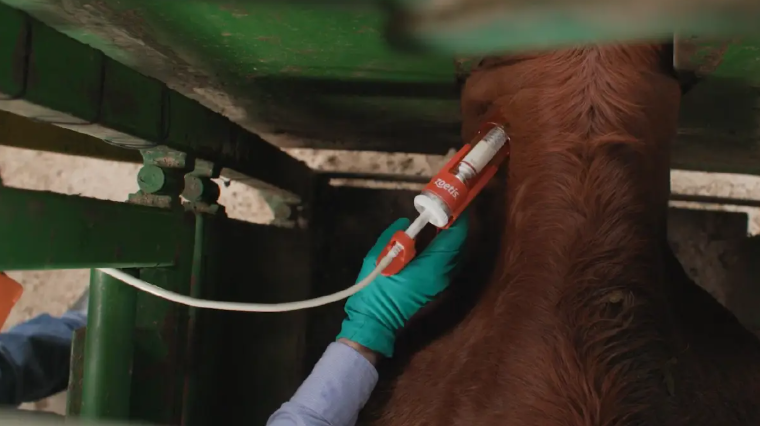 Annual doses of Longrange for botulism prevention can be administered alongside other vaccines. Picture supplied