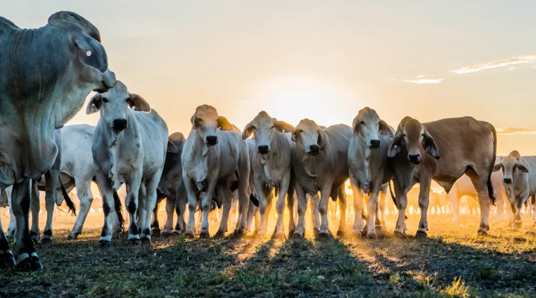 Consistent, high-level, herd-wide immunity is needed to prevent botulism. Picture supplied