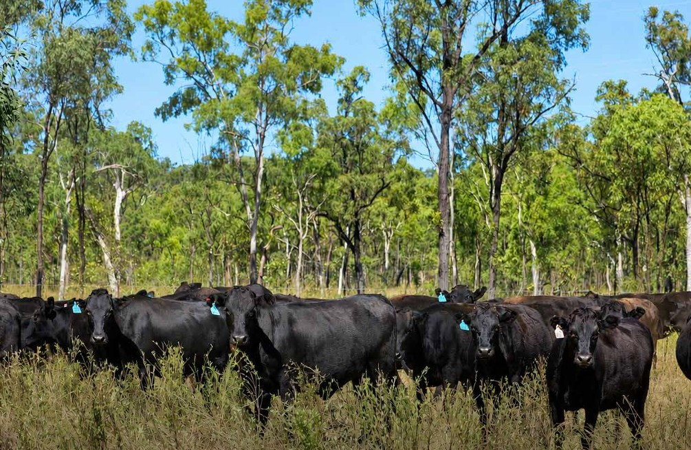 Cattle Property For Sale QLD