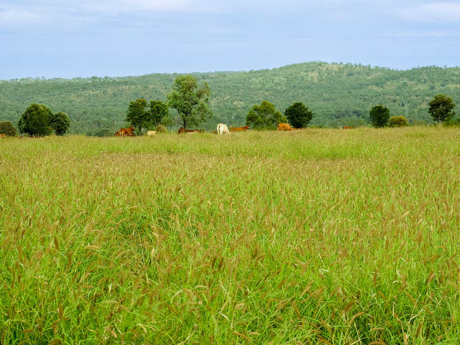 cattle property for sale QLD