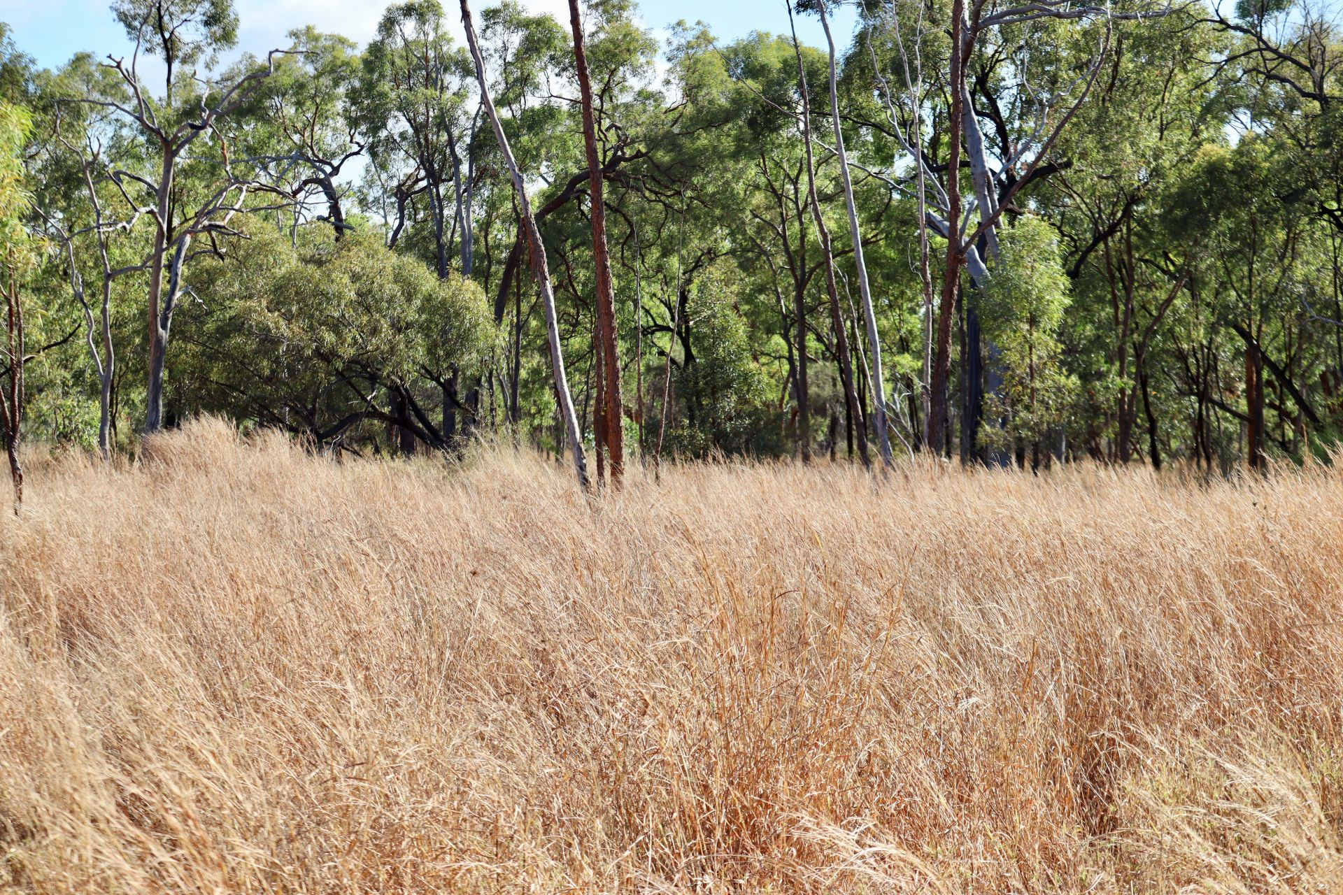 Cattle Station For Sale QLD
