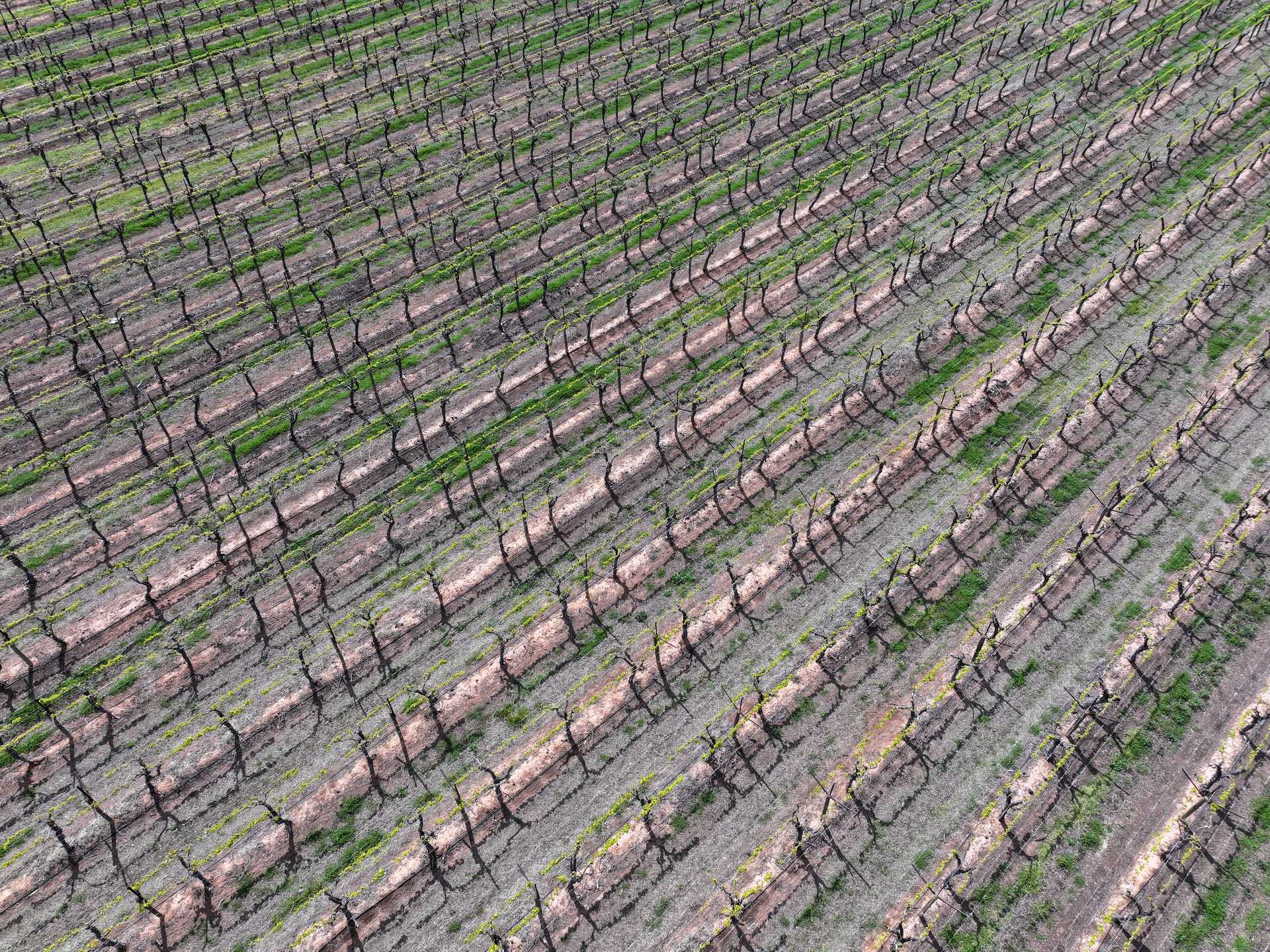 orchard for sale SA