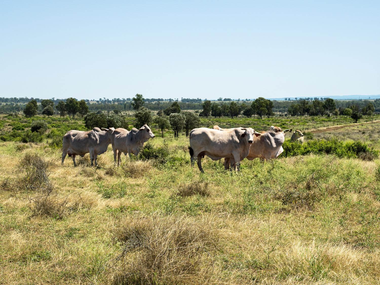 Cattle Station For Sale QLD 