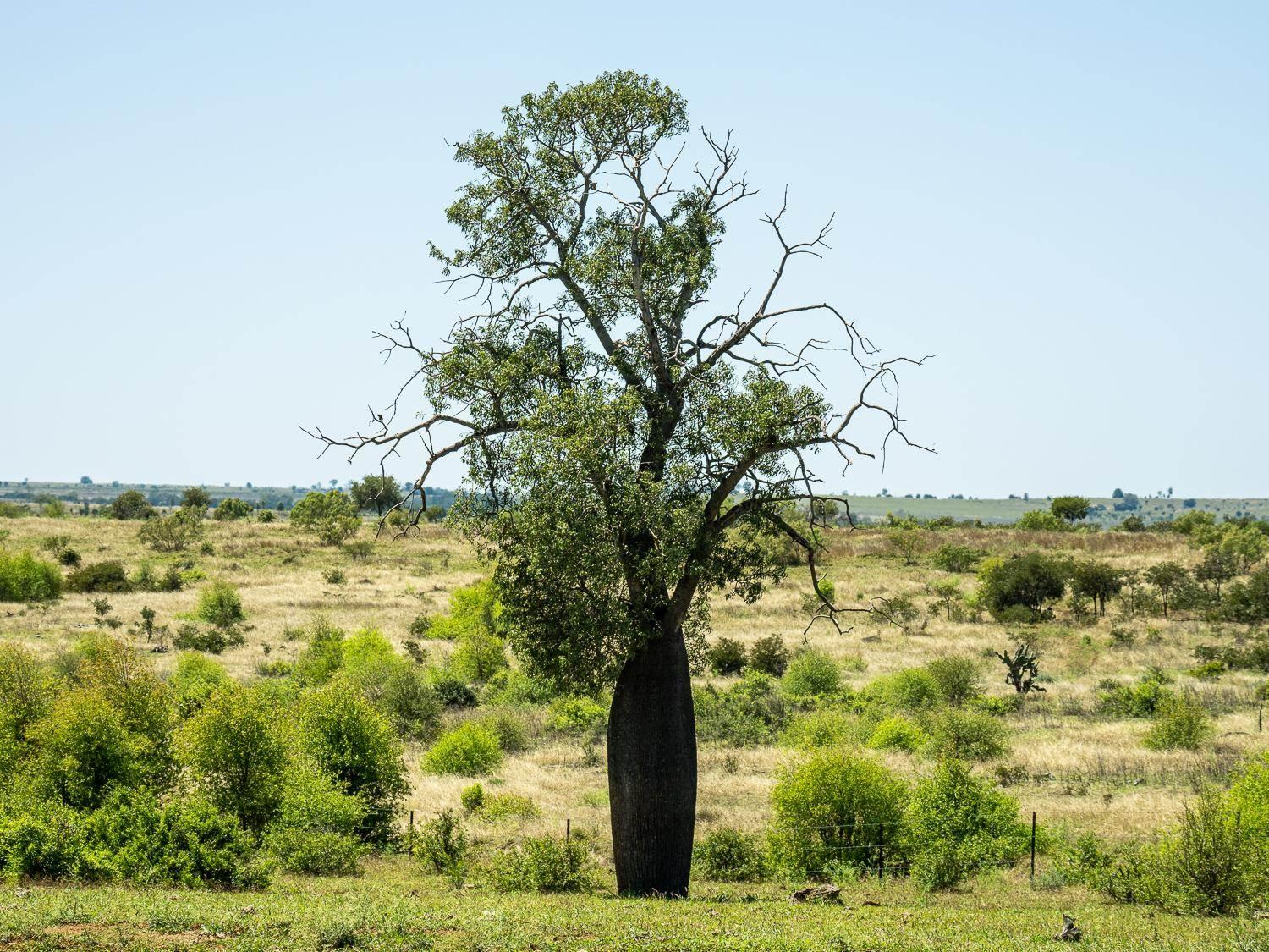 Cattle Station For Sale QLD