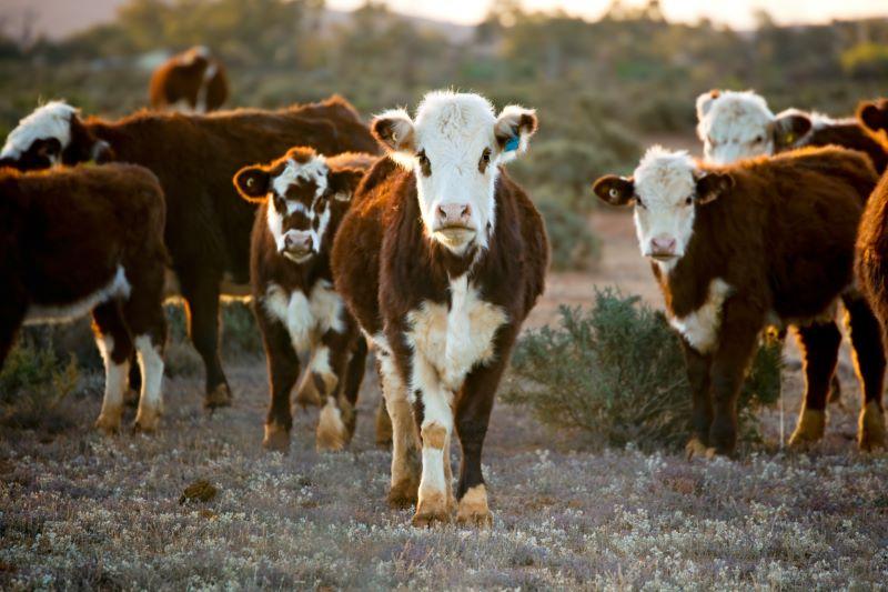 Cattle Sales Australia