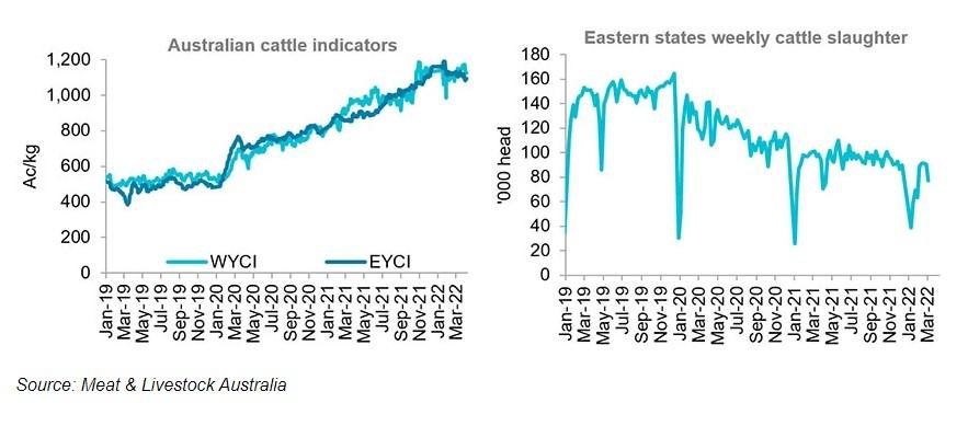 Cattle Sales Australia