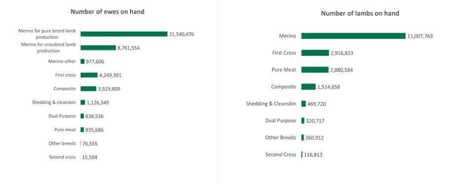 sheep sales australia