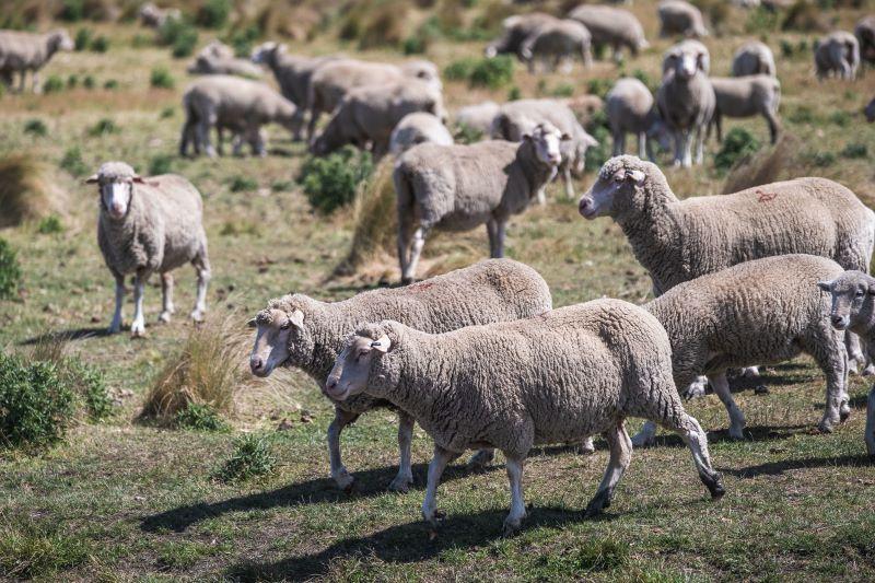 Sheep Sales Australia