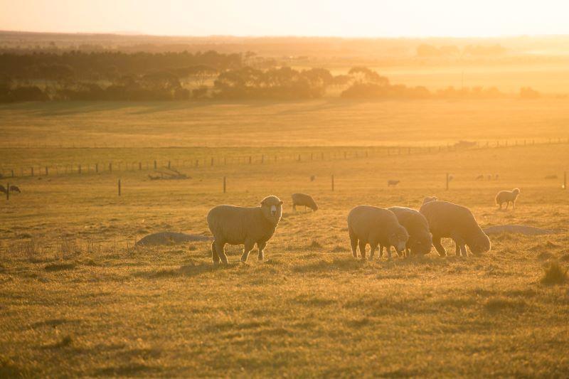 Cattle Stations For Sale QLD