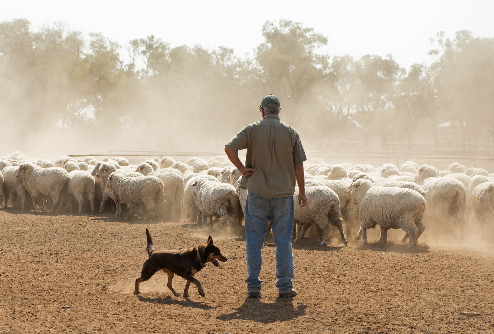 Sheep Sales Australia