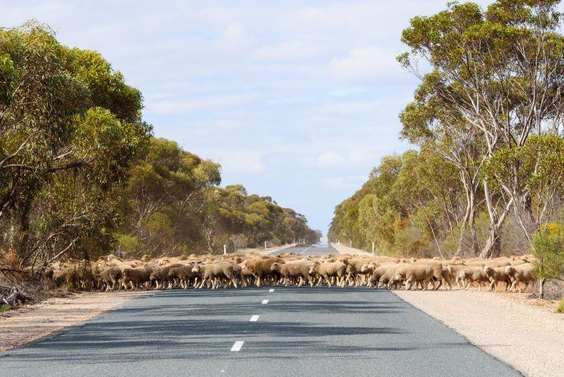 Lamb Sales Prices Australia