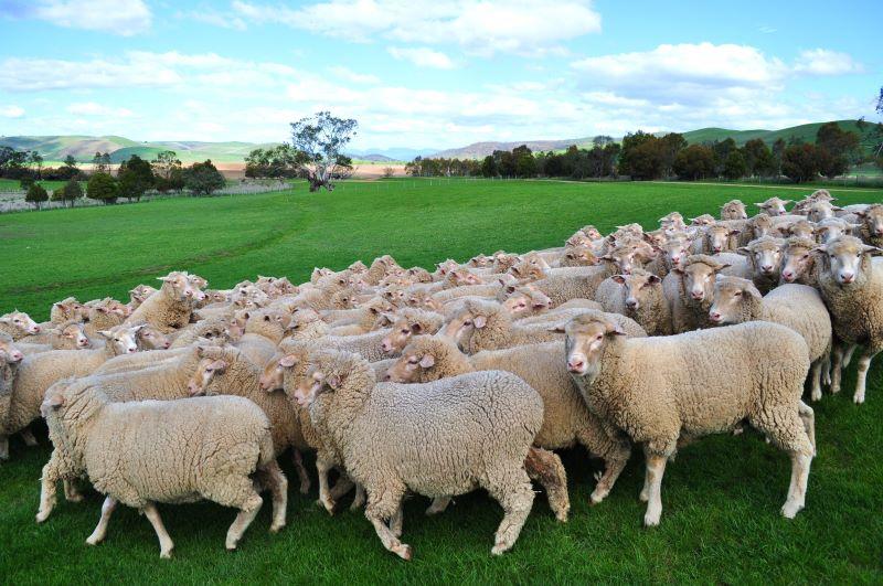 Lamb Sales Prices Australia