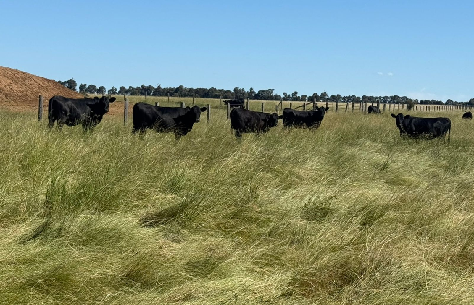 Cattle Property For Sale QLD