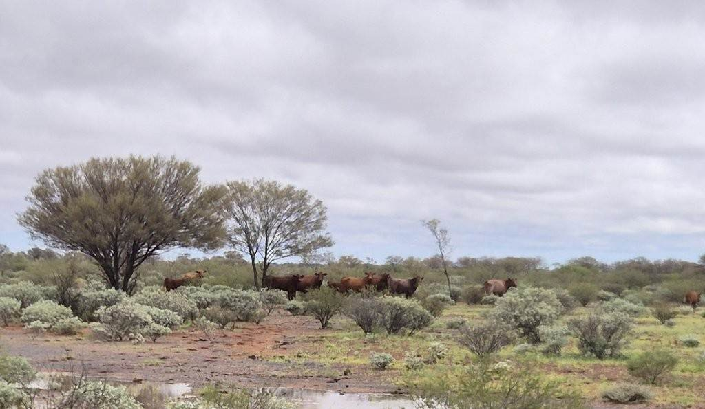 Cattle Property For Sale WA