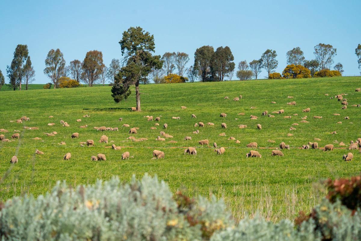 Farm For Sale Riverina 