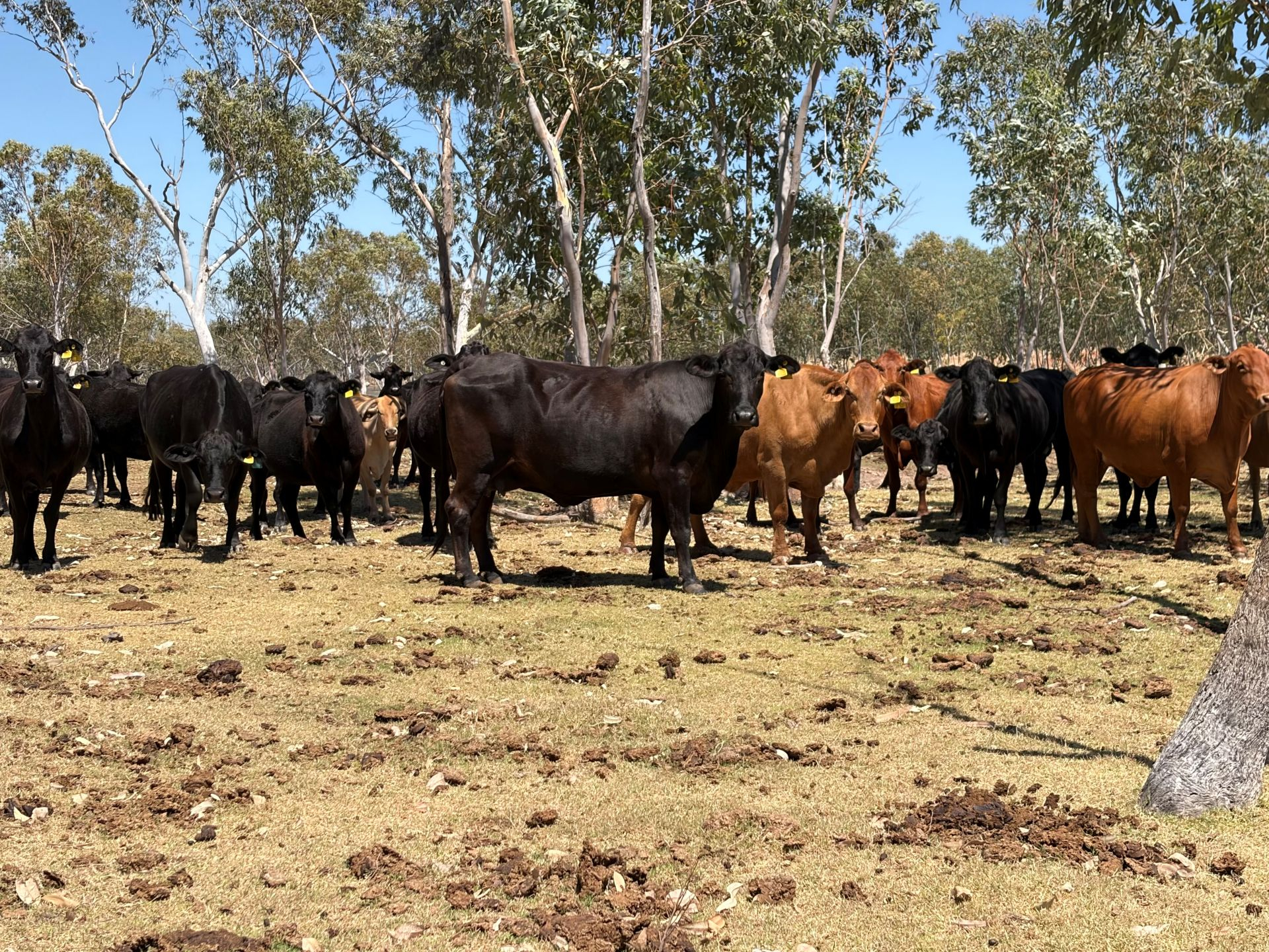 cattle station for sale QLD