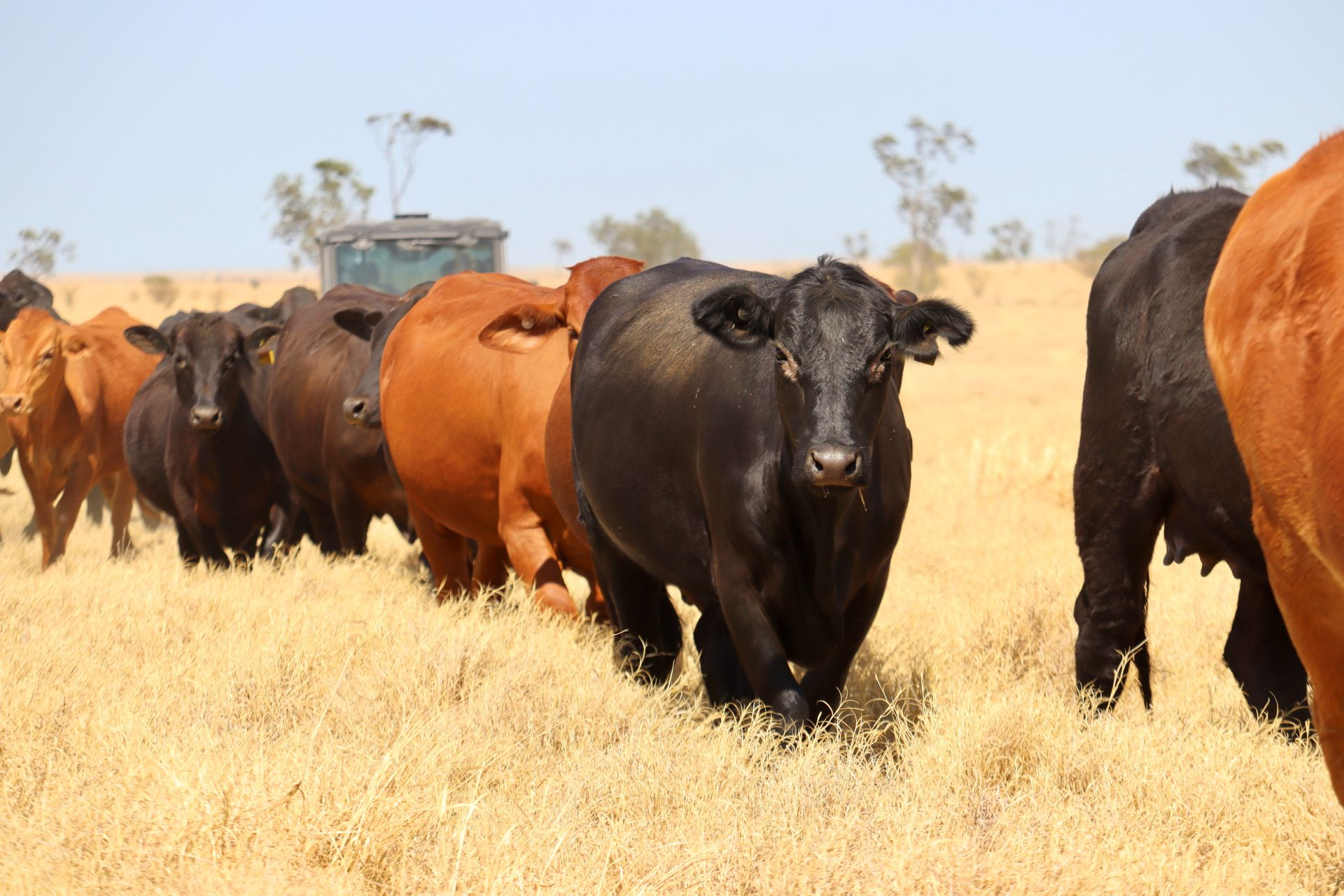 cattle station for sale QLD