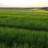 Farmbuy.com - Morgan Sudlow & Associates
