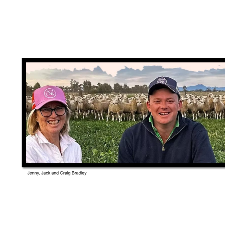 New Armatree Border Leicesters