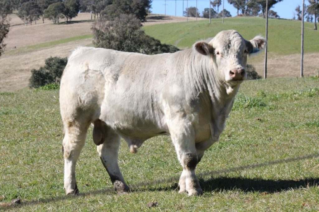 284 Wakefield Rd, , Wollomombi    by Farmbuy.com - image 1