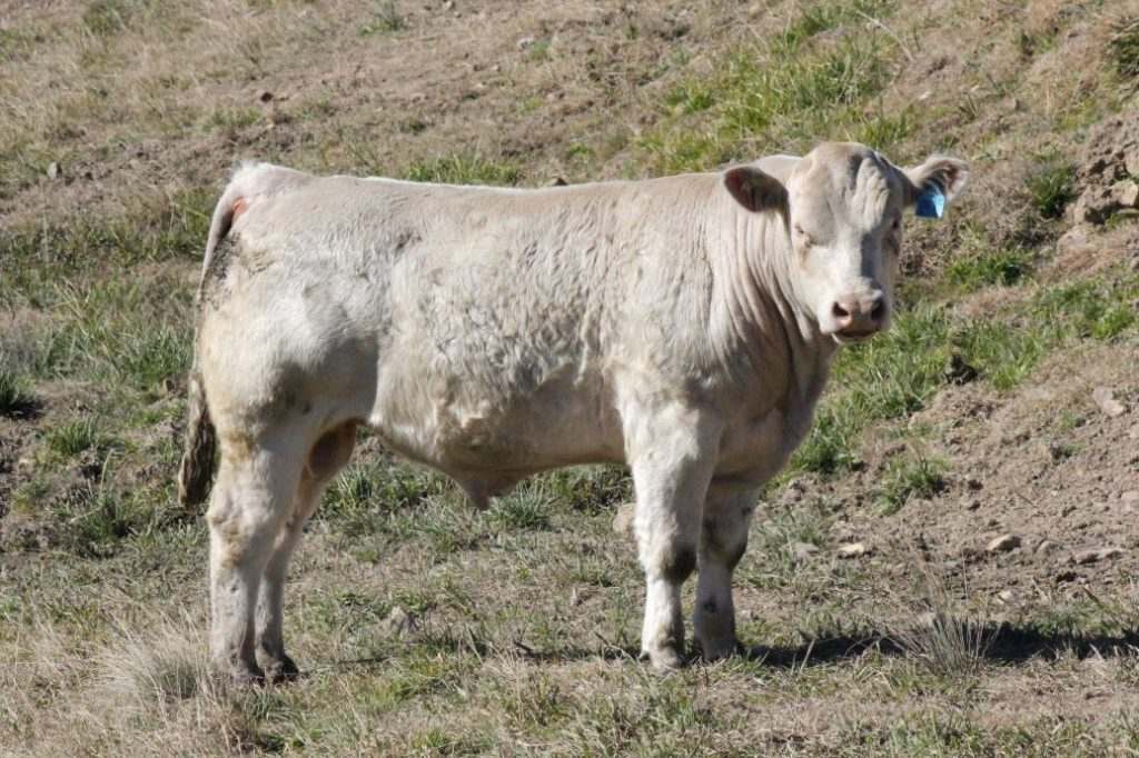 284 Wakefield Rd, , Wollomombi    by Farmbuy.com - image 2