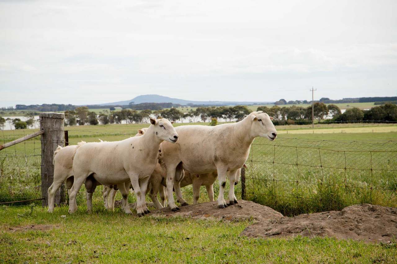 59 West Lake Road, Croxton East  by Farmbuy.com - image 2