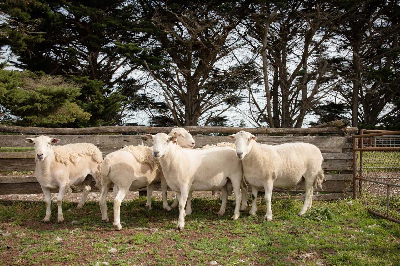 59 West Lake Road, Croxton East  by Farmbuy.com - image 3