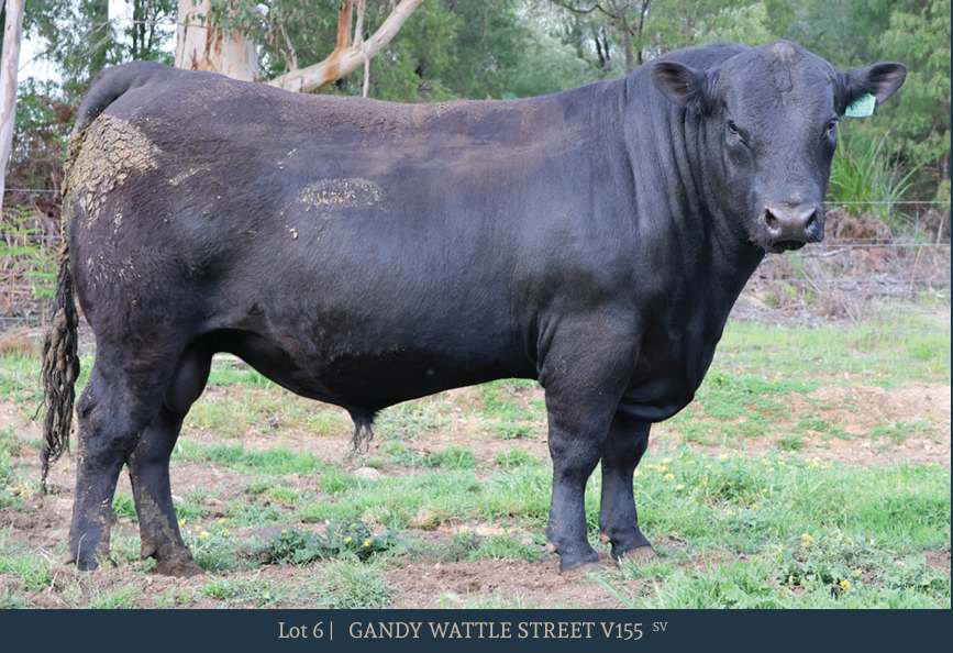 31 Salter Rd, Boyanup  by Farmbuy.com - image 6