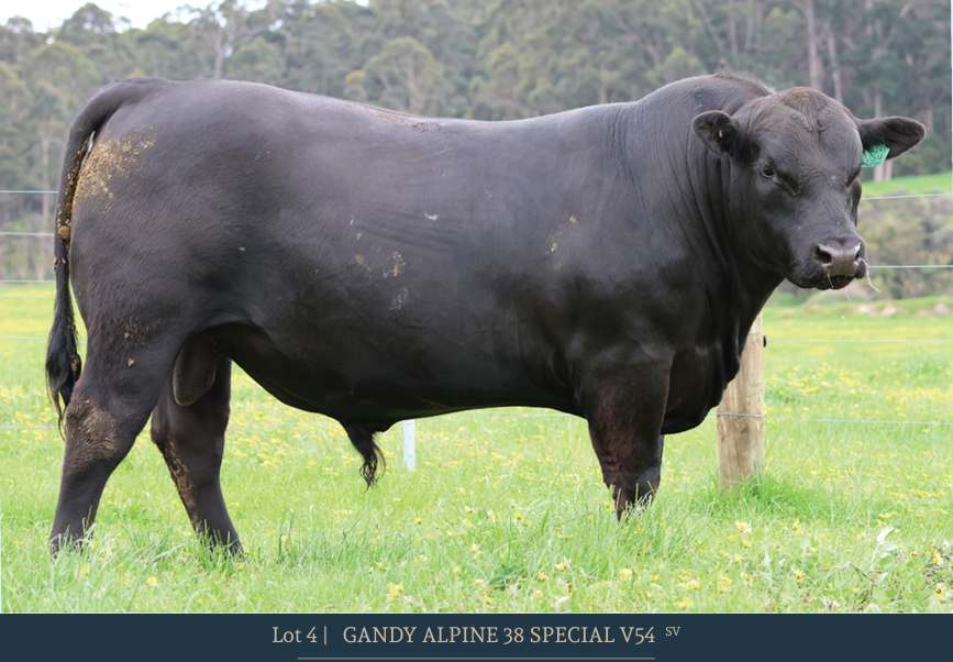 31 Salter Rd, Boyanup  by Farmbuy.com - image 4