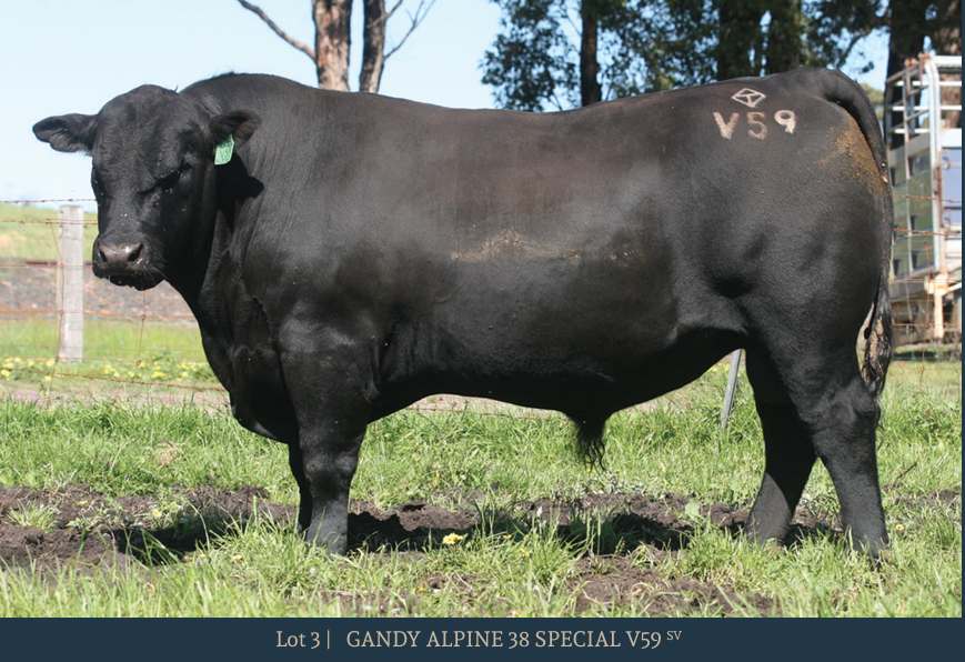 31 Salter Rd, Boyanup  by Farmbuy.com - image 3