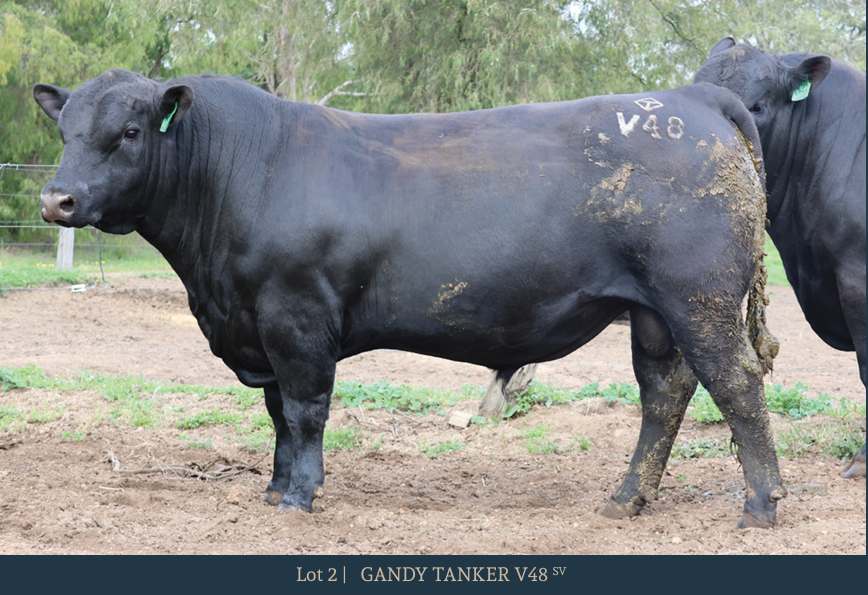 31 Salter Rd, Boyanup  by Farmbuy.com - image 2