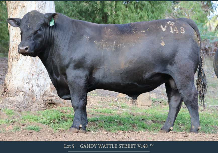 31 Salter Rd, Boyanup  by Farmbuy.com - image 5