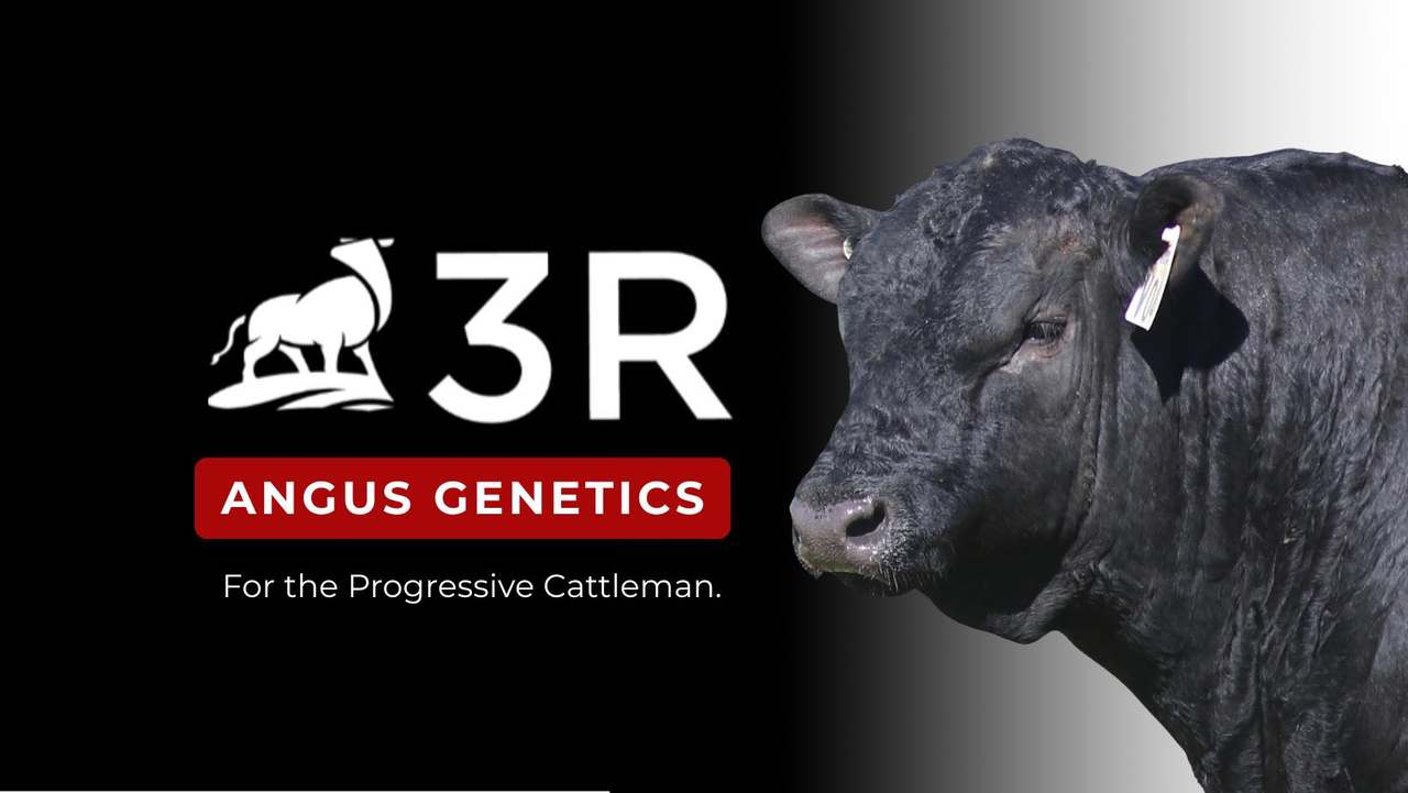 Tamworth   by Farmbuy.com - image 1