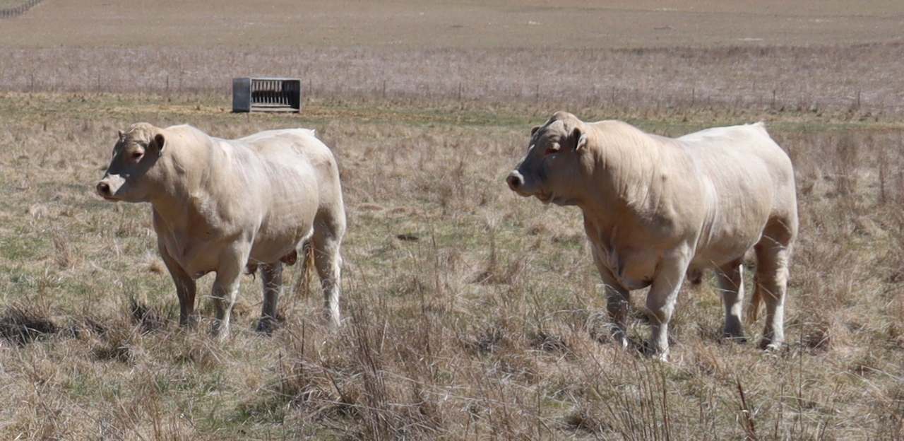 815 Numeralla Road, Cooma  by Farmbuy.com - image 2