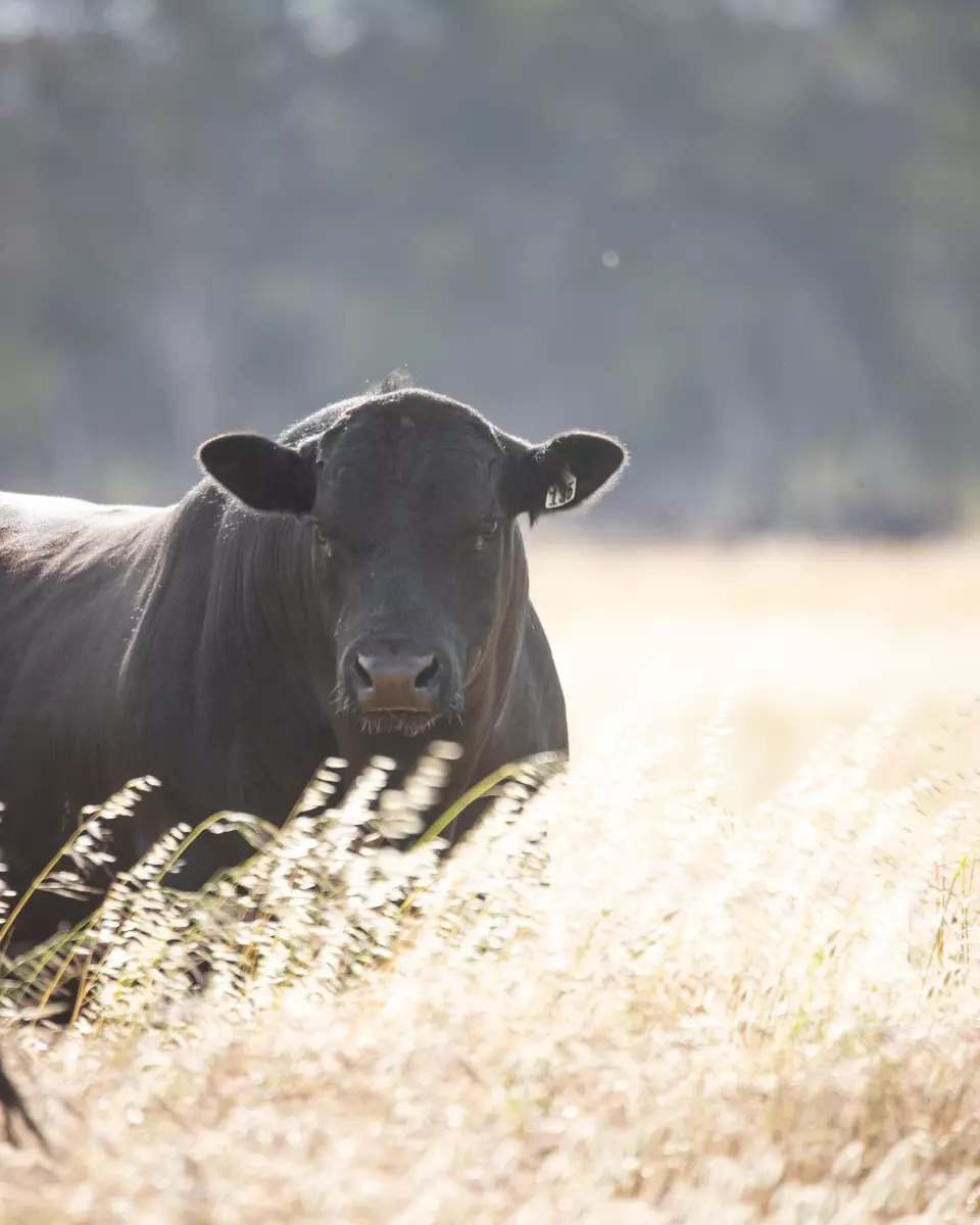 164 Reid Road, Lucindale  by Farmbuy.com - image 1