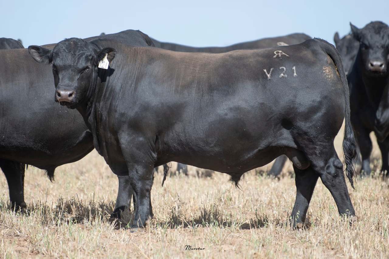 365 Dark Island Well Rd, Sherwood   by Farmbuy.com - image 4