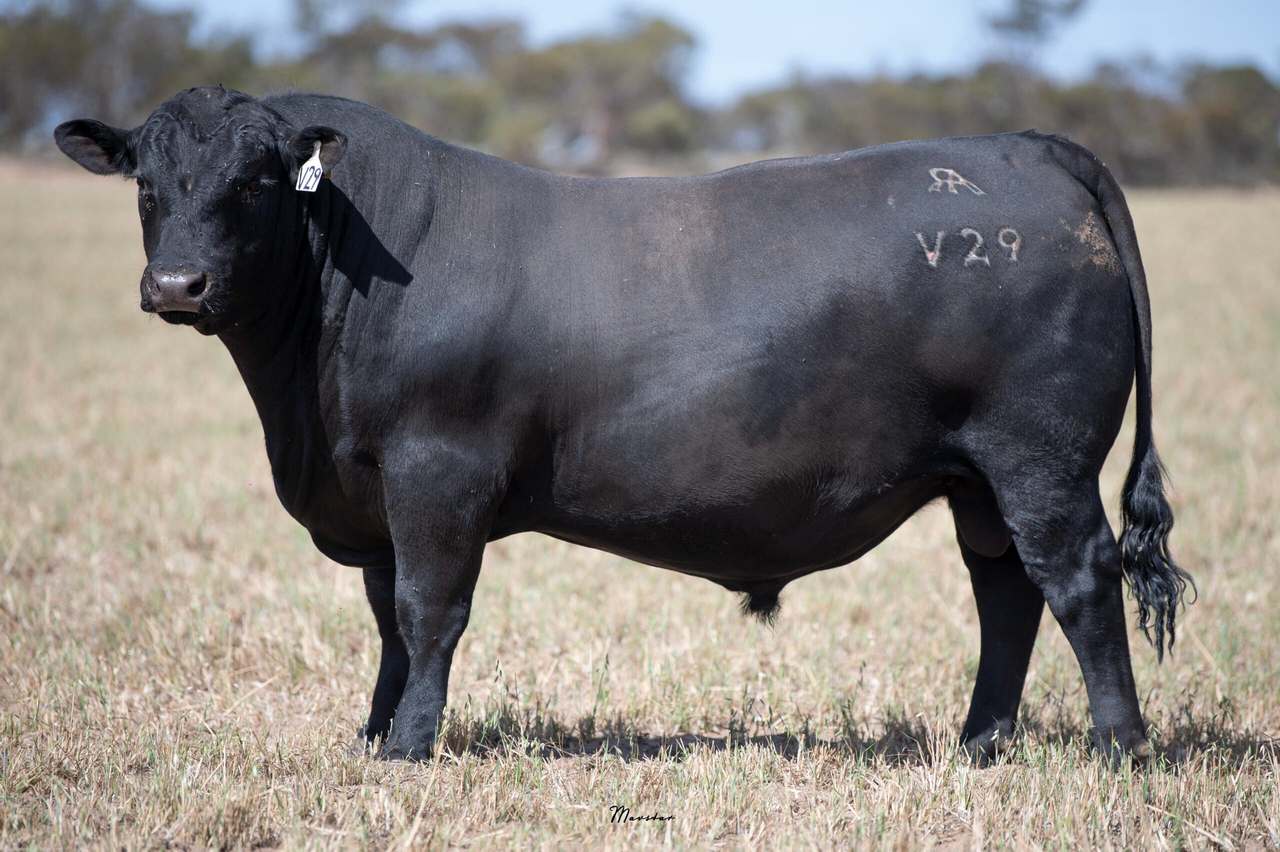 365 Dark Island Well Rd, Sherwood   by Farmbuy.com - image 3