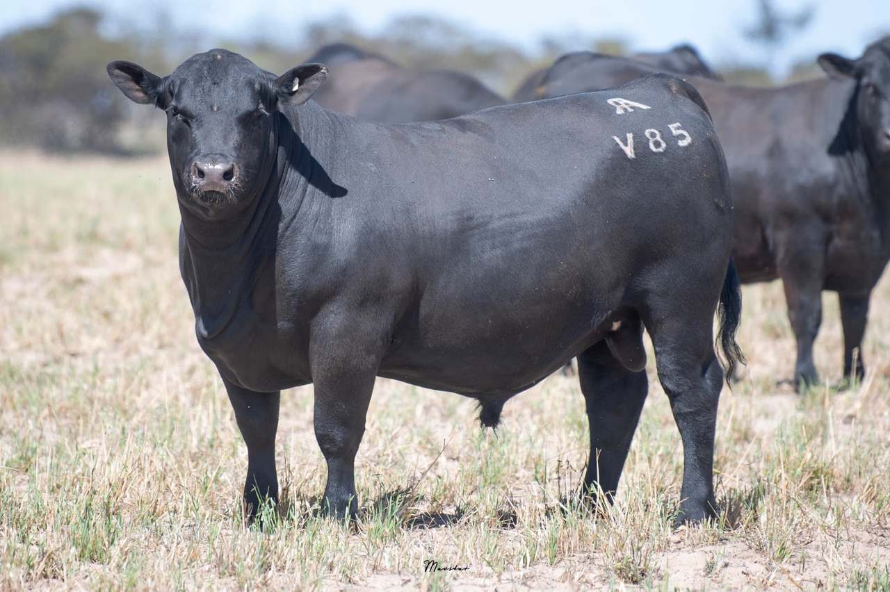 365 Dark Island Well Rd, Sherwood   by Farmbuy.com - image 7