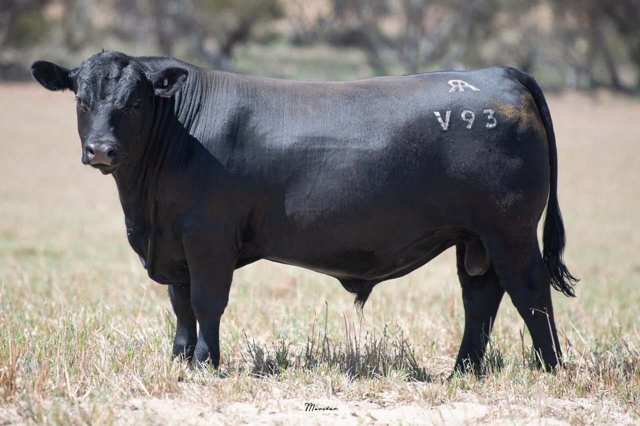 365 Dark Island Well Rd, Sherwood   by Farmbuy.com - image 5