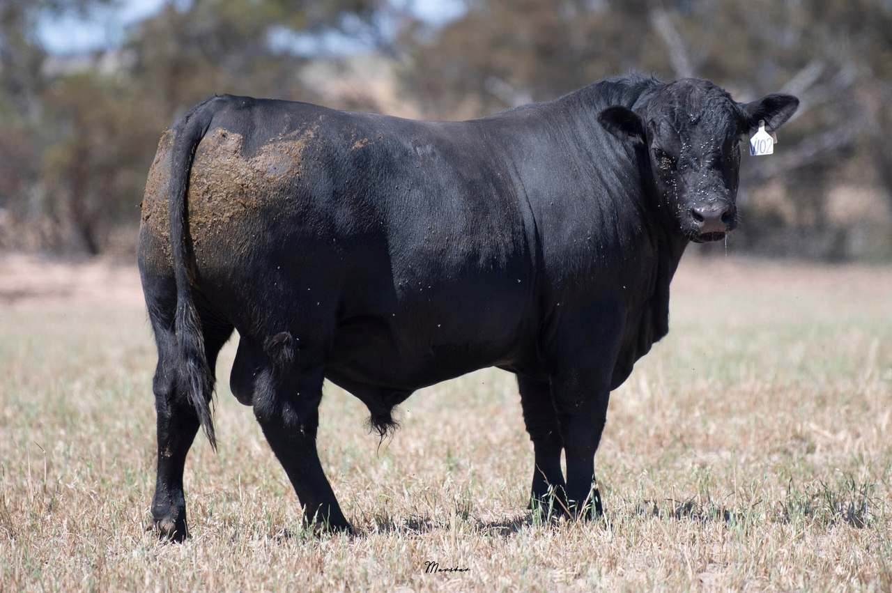 365 Dark Island Well Rd, Sherwood   by Farmbuy.com - image 6