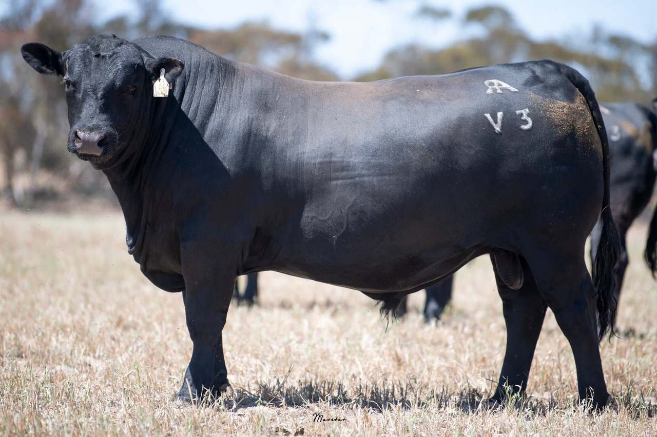 365 Dark Island Well Rd, Sherwood   by Farmbuy.com - image 2