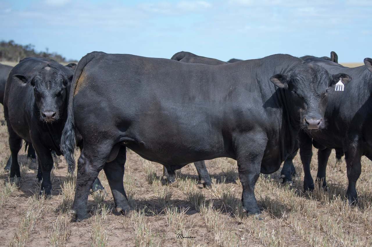 365 Dark Island Well Rd, Sherwood   by Farmbuy.com - image 1