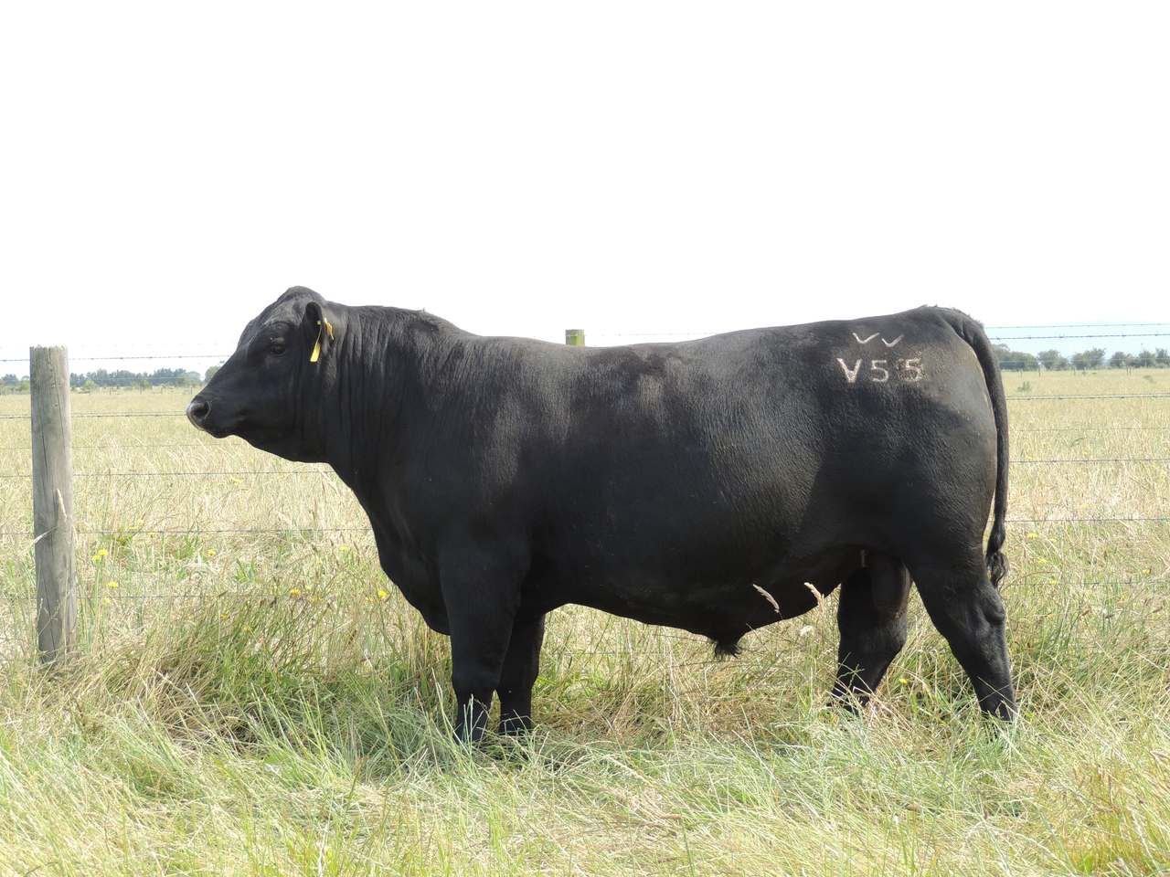 4770 South Gippsland Highway, Lang Lang   by Farmbuy.com - image 4