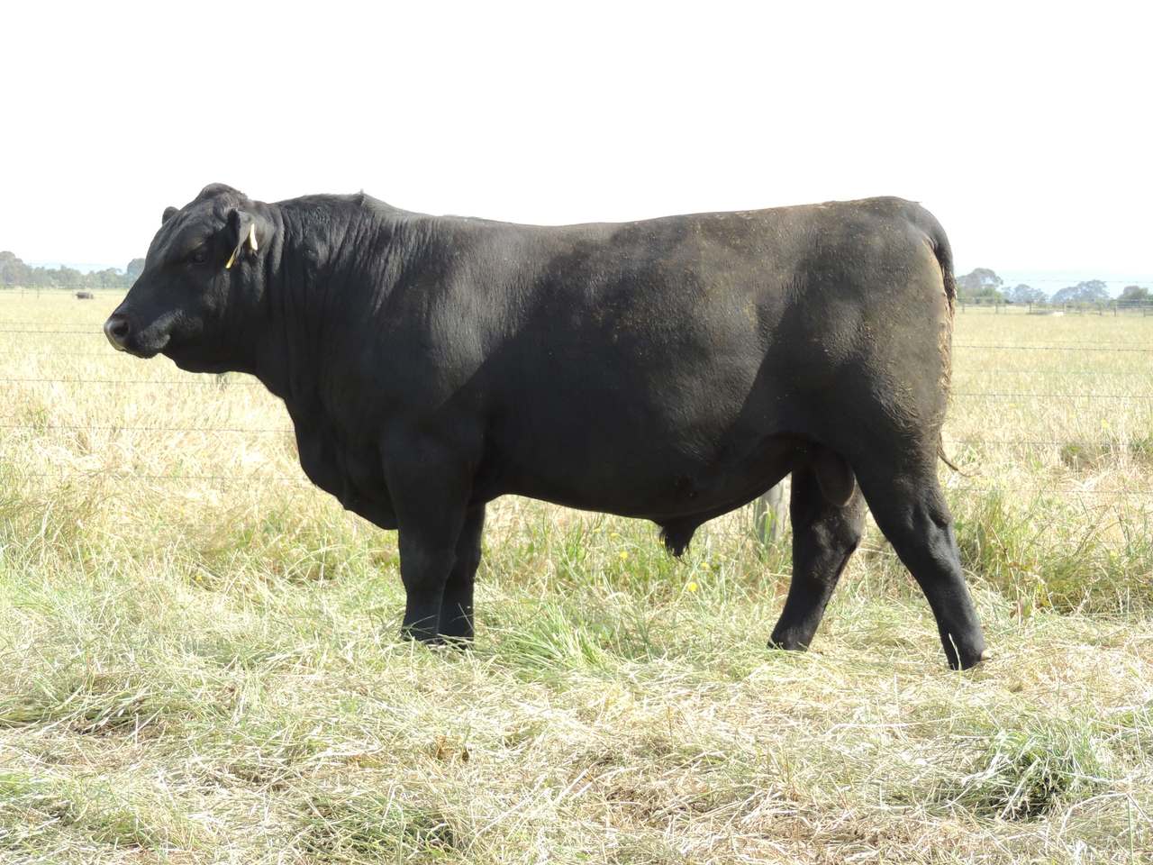 4770 South Gippsland Highway, Lang Lang   by Farmbuy.com - image 5