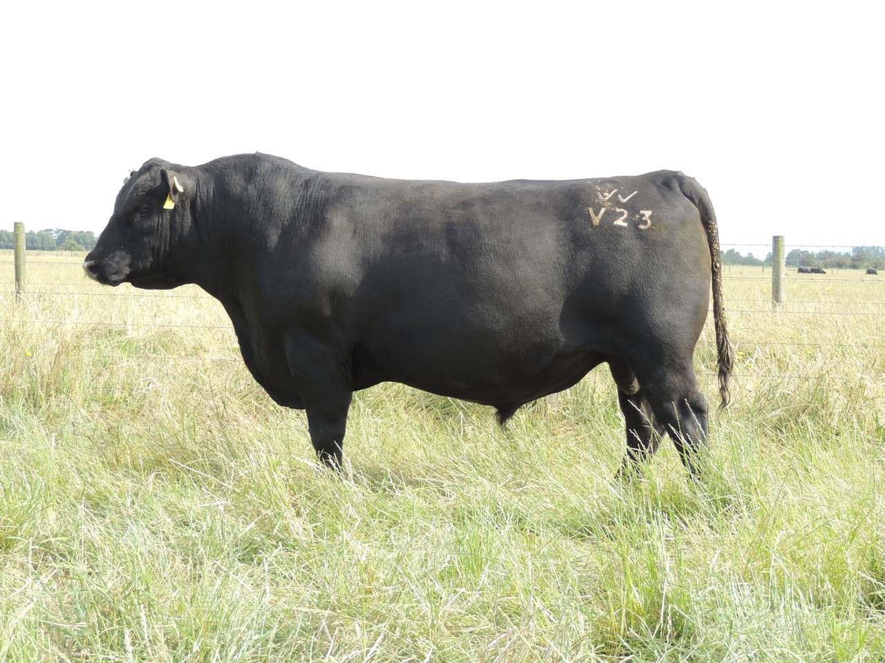 4770 South Gippsland Highway, Lang Lang   by Farmbuy.com - image 3