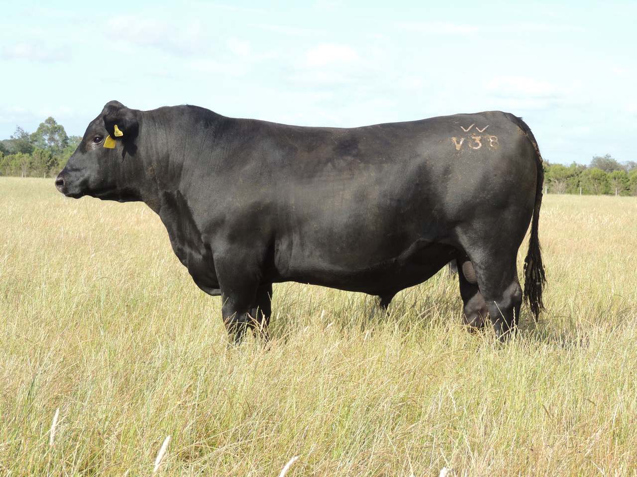 4770 South Gippsland Highway, Lang Lang   by Farmbuy.com - image 2