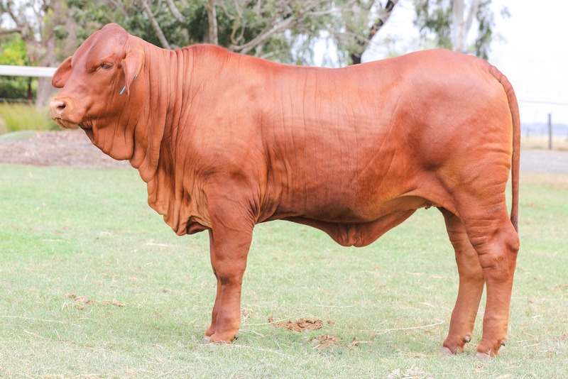 Araluen  by Farmbuy.com - image 1