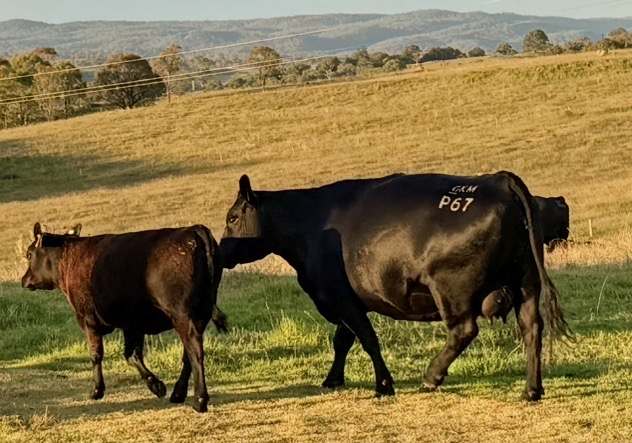 420 Scrub Rd, Tenterfield  by Farmbuy.com - image 4