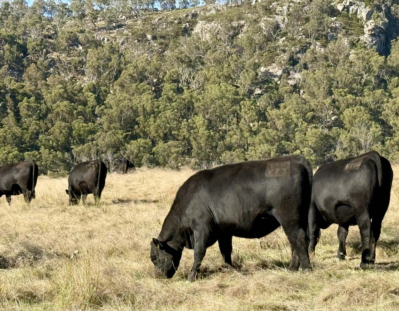 420 Scrub Rd, Tenterfield  by Farmbuy.com - image 2