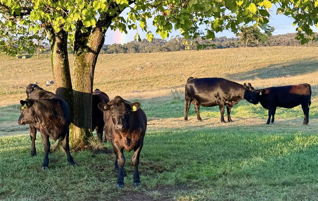 420 Scrub Rd, Tenterfield  by Farmbuy.com - image 3